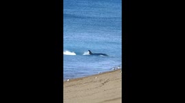 Orca attacks sea lion pup on Argentinian beach