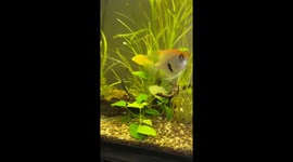 Fish lays eggs on plant leaf in Fall River aquarium