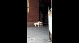 Two dogs struggle against the wind in Jiangsu, China