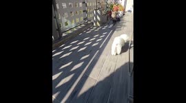 Bird attacks dog playing outside in Pohang-si