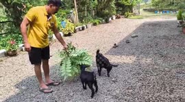 Tiny wonder grazes her way into history as world’s shortest goat, measuring just 40.5 cm