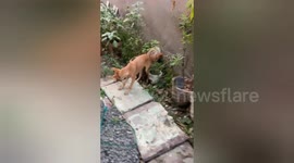 Social organisation rescued bone got stuck in the throat of a dog in Shahdol, Madhya Pradesh