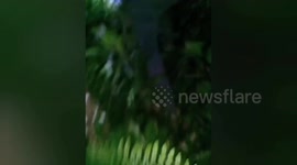Grandmother, 55, found dead with her head in the jaws of a python