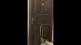 Cat gives up escaping attempt after playful bite in Guizhou, China
