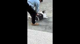 Cat blissfully enjoys relaxing back rubs in Zhejiang, China