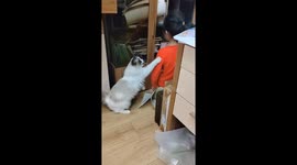 Cat comforts crying girl after scolding in Shandong, China