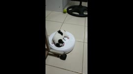 Puppy sleeps on Roomba as it glides across floor