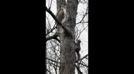 Squirrel Teases Red-tailed Hawk