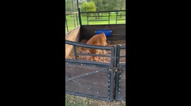 Lola the Cow Acts Like Another One of the Dogs