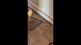 Puppy Tries To Pull Friend Back For Play