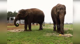 UK: Elephants and Bears Enjoy Easter Egg Hunt at Woburn Safari Park