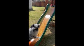 Australian Shepherd Attempts Slide Climb