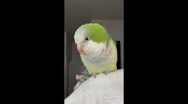 Parrot Sings the Baby Shark Song