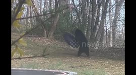 Bear playing on swing interrupted by man wearing bear costume