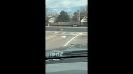 Deer Know How to Safely Use Crosswalk
