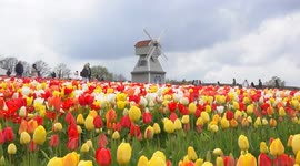 UK: TIMELAPSE - West Sussex Tulip Festival captivates visitors with vibrant colors