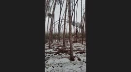 Trees slowly snap after ice storm in Michigan