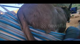Donkeys determined to sit in hammock with owner