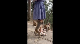 Monkey stops another monkey from climbing under girl’s dress in China