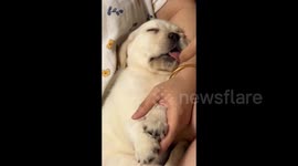China: Playing with the Sleeping Labrador Pup