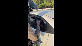 Flock of geese hitch a ride on the back seat of car