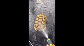 Pet tortoise shakes its booty while being sprayed with water