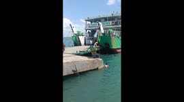 Hero locals rescue drowning pig that fell from ferry