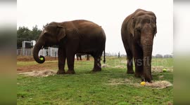 Elephants and bears join Easter Egg hunt at zoo in England