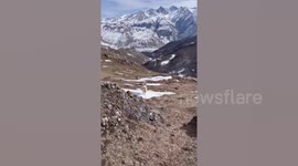 Adorable cat goes for walk perched on dog pal's back