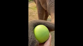 Elephant makes hard work of trying to eat piece of fruit