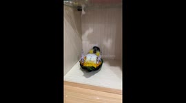 Pet parrot does sits up while feathered friend coaches