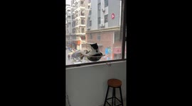 Tuxedo cat enjoys its perfect viewing spot over street below