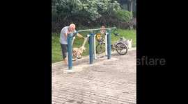 Dogs happily balance on swinging fitness machine alongside elderly owner