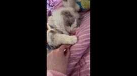 Pet cat protects his pile of cash while sleeping