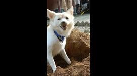 Dog's sneezing fit sees canine uncontrollably shake head into sand, causing it to sneeze even more