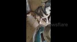 China: Husky's Hilarious Reaction to Dinner