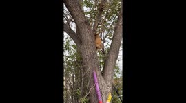 Freddie the cat escapes catio, ends up stuck in tree during daring adventure