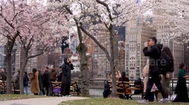 US: Blossoming trees mark springtime in New York