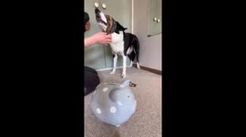Can a Fully Blindfolded Dog Put Coins Into a Piggy Bank?