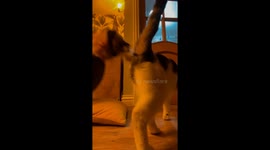 Cat Hunts Hair During Crunches