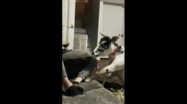 Angel the miniature zebu rolls into hearts with her “broccoli airplane” and big personality