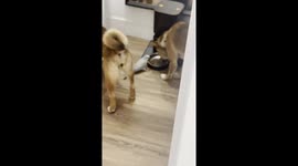 Tiny Bird Confidently Bullies Dogs