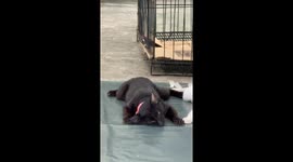 Cat Slithers Coming Out Of Anesthesia