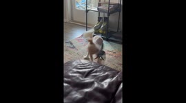 Dog's Depth Perception Fails Couch Jump