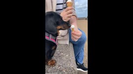 Lost in the licks: Dachshund delights in creamy ice cream bliss