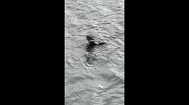 otters playing