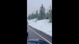 Bear Family Romps Through Yellowstone Snow