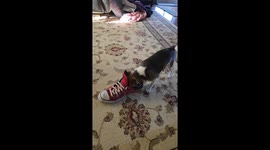 Dog Gags At Shoe's Stench