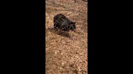 Smart Black Bear Sits on Command