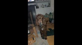 Cocker Spaniel Has a Knife
